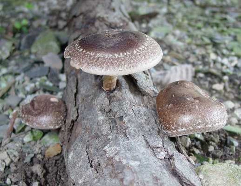 Shiitake Mushroom Growing Log Kit Gorws for Years ON SALE Etsy