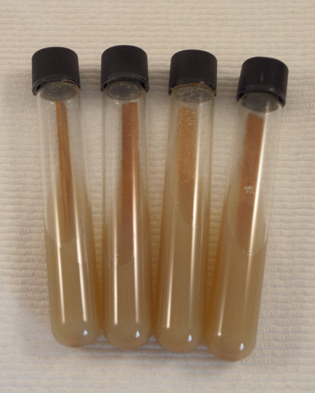 4 PrePoured MYA Malt Yeast Agar Test Tube Slants For Etsy