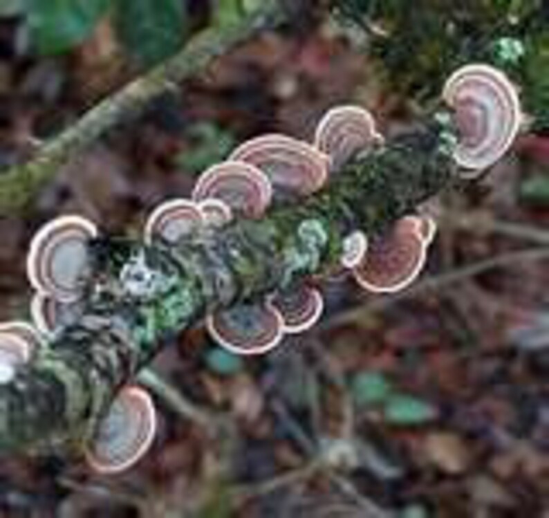 Turkey Tail Mushroom Growing Kit for Terrariums Medicinal Tea Etsy