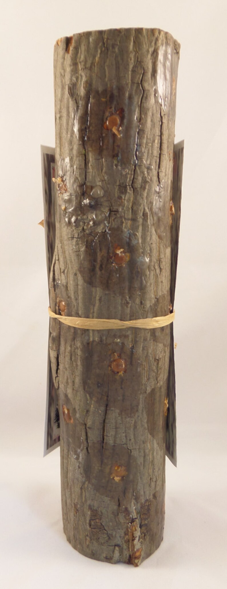 13 Inch Long Chickenofthewoods Mushroom Growing Log Etsy