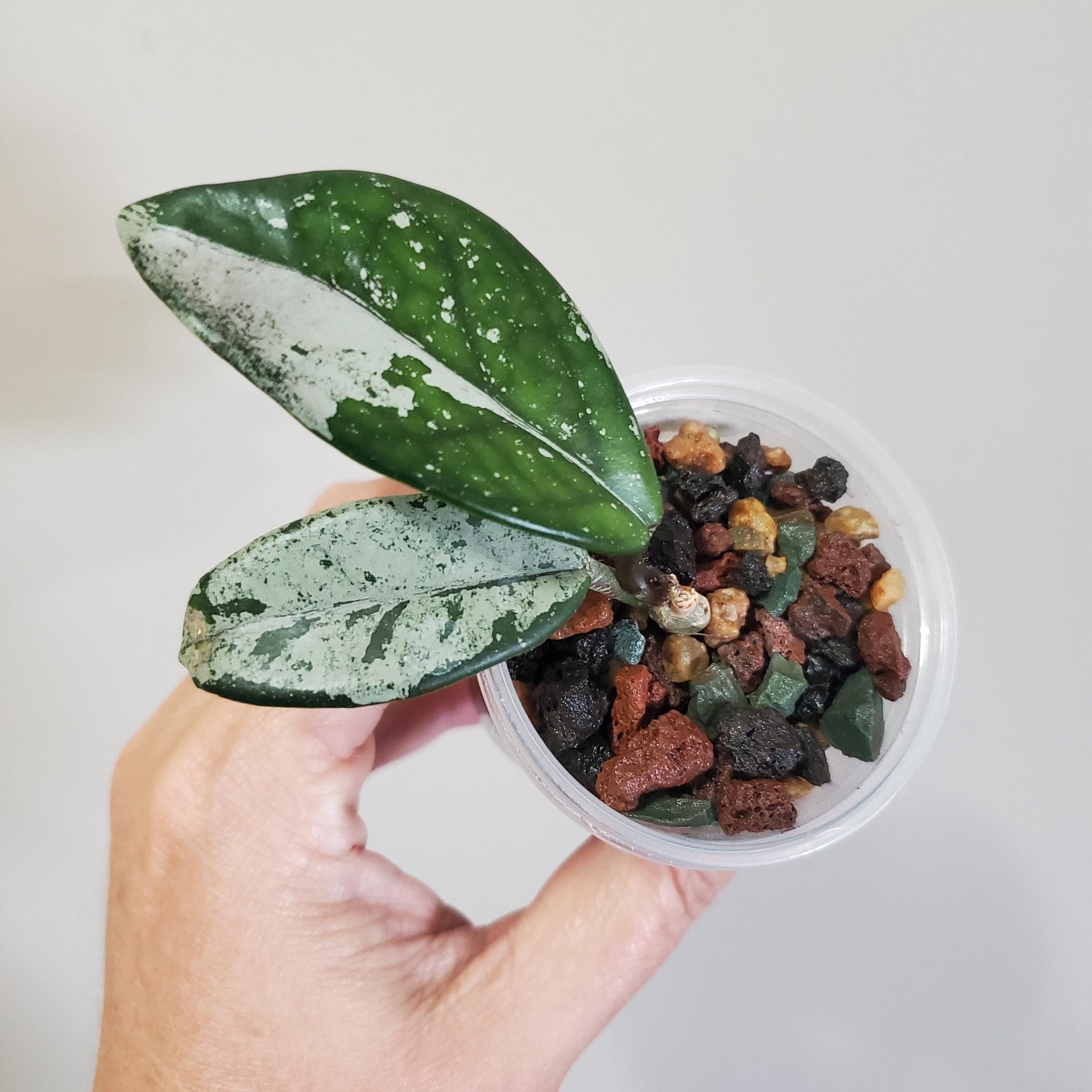 Hoya carnosa wilbur graves - Etsy 日本