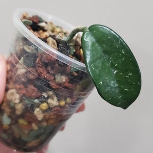 Hoya Wilbur Graves China Cutting