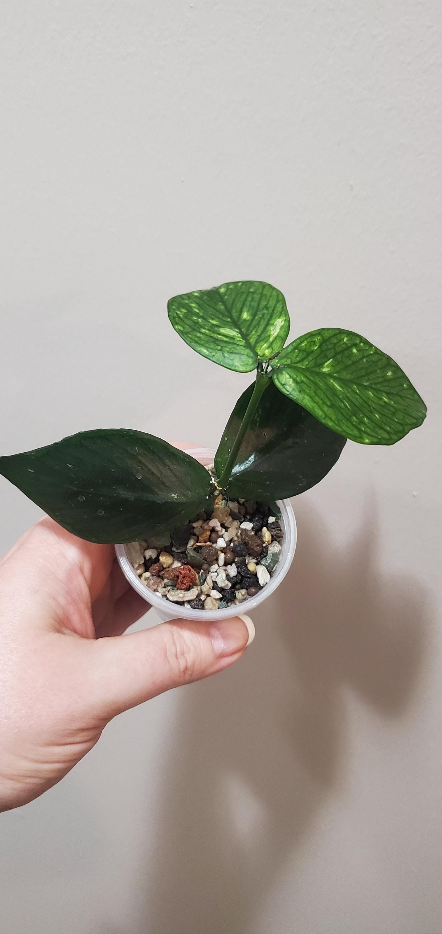 Hoya polyneura - Etsy 日本