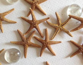 Tiny Starfish or Sea Stars -  DIY Wedding Escort Cards - Nautical Beach Decor - Embellishments - Craft Supplies Sea Shells - 6 at approx. 1"