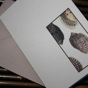May include: A white card with a black frame around a design of various seashells. The seashells are in shades of brown, white, and black.