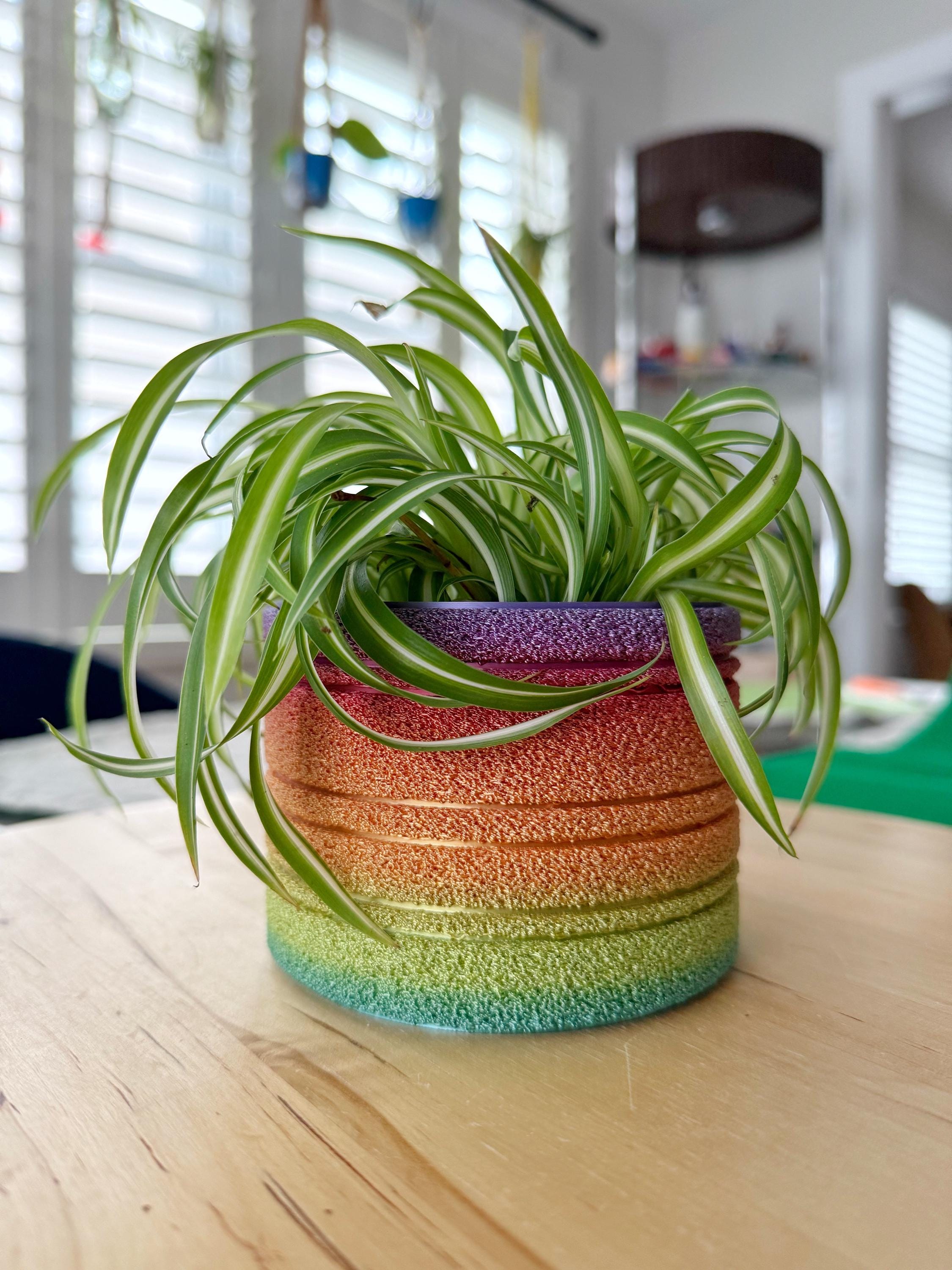 Fuzzy Plant in Pot - Etsy, image size:2250x3000