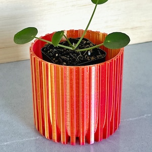 May include: A small green plant with round leaves in a vibrant orange and red striped planter. The planter is cylindrical and has vertical stripes. The plant is potted in a small black container.