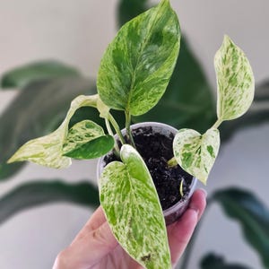 May include: A small potted plant with variegated green and white leaves. The leaves have a marbled pattern, with areas of solid green and creamy white. The plant is in a clear plastic pot, and the soil is dark brown.