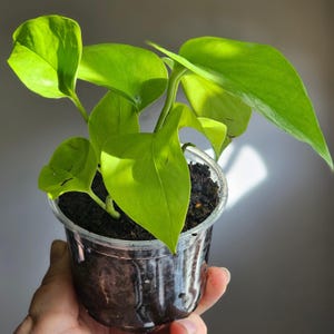 May include: A small, vibrant green plant with large, heart-shaped leaves. The plant is potted in a clear plastic container filled with dark soil. The leaves are a bright, almost neon green color, and the plant appears healthy and thriving.