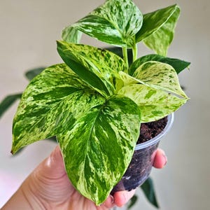 BUY 2 GET 1 FREE- Marble Queen Pothos Plant – Healthy Starter, 3.5 Inch Pot, Trailing Vine