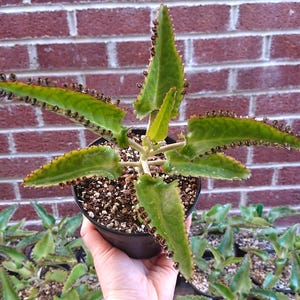 Mother of Thousands Succulent: Kalanchoe Diagremontiana - FREE DELIVERY - Yorkshire Grown
