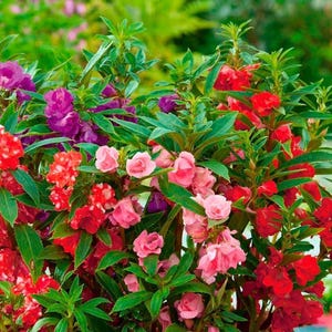 May include: A vibrant close-up of a flowering plant with a mix of colors. The image showcases blooms in shades of red, pink, and purple, contrasted by green foliage. The flowers have a layered petal structure, creating a full, textured appearance.