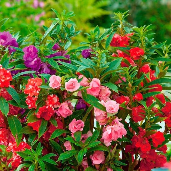300 Balsam Seeds – Heirloom Annual Flowers, Vibrant Rose-Like Blooms