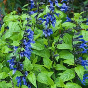 Peut inclure: Un groupe de fleurs de sauge bleu vif poussant sur de hautes tiges sombres et fines. La plante présente de nombreuses petites fleurs tubulaires disposées en épis verticaux, entourées de feuilles vert clair texturées.