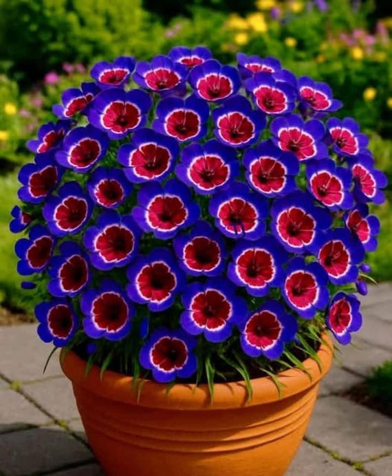Blue Aster Flower Seeds – Spring Bloom Perennial Wildflower Seeds