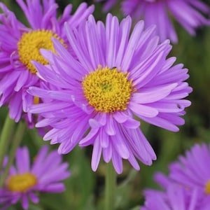 Peut inclure: Un groupe de fleurs d'aster violettes &eacute;clatantes avec de nombreux p&eacute;tales fins rayonnant &agrave; partir d'un disque central jaune et textur&eacute;. Les fleurs sont en pleine floraison, mettant en valeur leur contraste de couleurs.