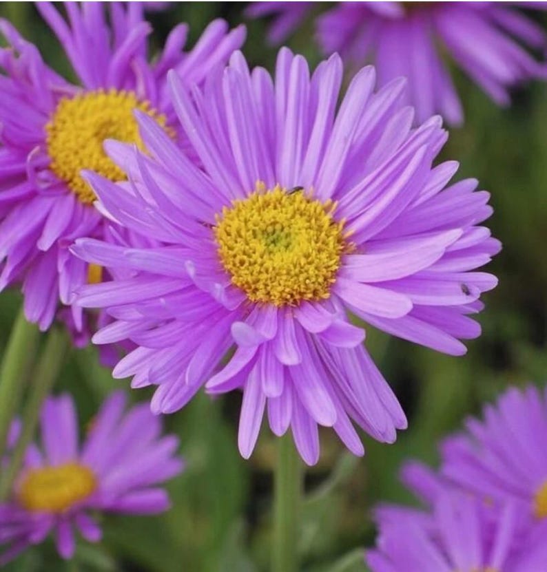 Peut inclure: Un groupe de fleurs d'aster violettes &eacute;clatantes avec de nombreux p&eacute;tales fins rayonnant &agrave; partir d'un disque central jaune et textur&eacute;. Les fleurs sont en pleine floraison, mettant en valeur leur contraste de couleurs.