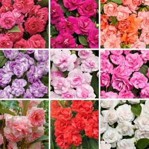 May include: A grid of nine images showcasing a variety of colorful flowers. The flowers are in shades of red, pink, purple, orange, and white. The blooms are dense and full, with visible petals. Green foliage is present in some of the images.