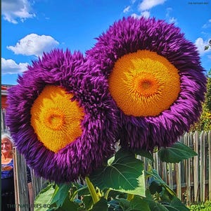 Peut inclure: Deux grands tournesols violets vibrants avec des centres jaune vif. Les pétales ont une texture floue, et les fleurs se détachent sur un ciel bleu avec des nuages blancs duveteux. Des feuilles vertes et une clôture en bois sont visibles.