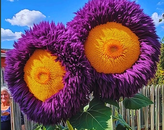 50pcs Purple Giant Teddy Bear Sunflower Seeds | Rare Fluffy Double Ornamental Blooms seed