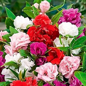May include: A vibrant bouquet of colorful flowers, featuring a mix of red, pink, white, and magenta blooms. The flowers have multiple layers of petals and are surrounded by green leaves. The image is a close-up shot of the flowers.