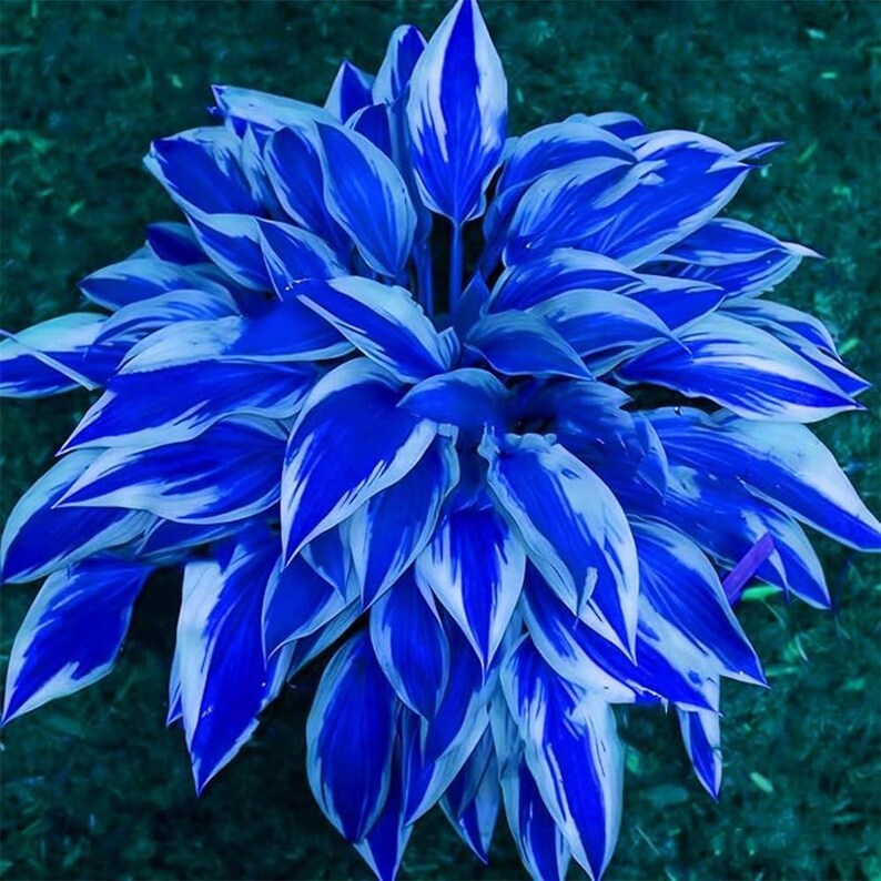 May include: A vibrant, close-up view of a hosta plant with striking blue and white variegated leaves. The leaves are large, with a prominent veined texture, and the color contrast is vivid. The plant is set against a dark green background, highlighting its unique color.