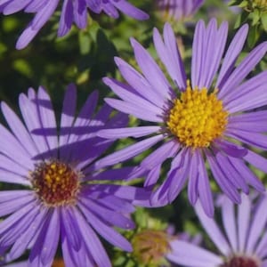 Peut inclure: Plusieurs fleurs d'aster violettes avec de longs p&eacute;tales fins rayonnant &agrave; partir d'un centre textur&eacute; jaune vif. Les fleurs sont dispos&eacute;es en grappe, mettant en valeur leur couleur violette et leur structure en marguerite.