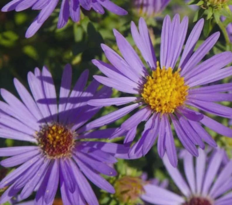 Peut inclure: Plusieurs fleurs d'aster violettes avec de longs p&eacute;tales fins rayonnant &agrave; partir d'un centre textur&eacute; jaune vif. Les fleurs sont dispos&eacute;es en grappe, mettant en valeur leur couleur violette et leur structure en marguerite.