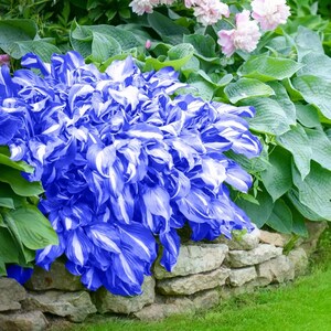 May include: A vibrant blue and white hosta plant with large, textured leaves. The plant is in full bloom, with the blue and white colors contrasting against the green foliage and stone wall. Pink flowers are visible in the background.