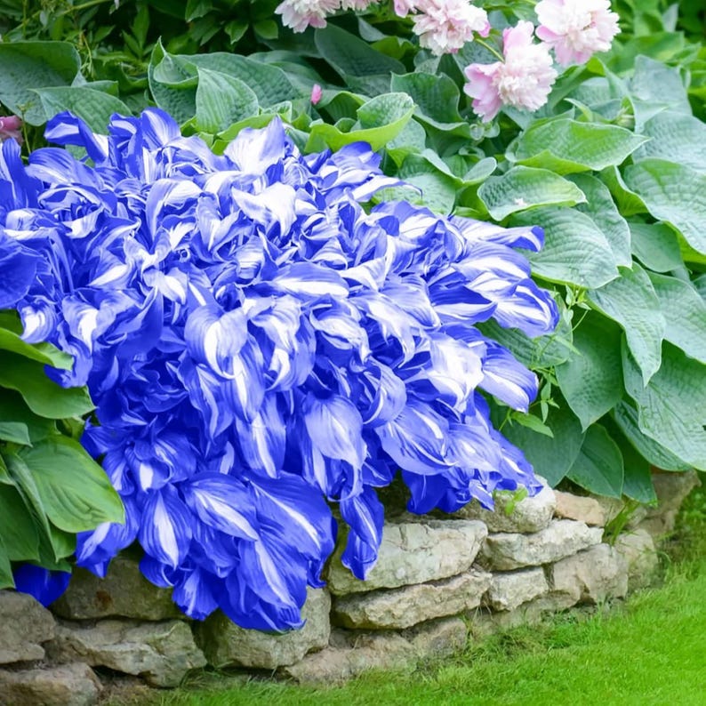 May include: A vibrant blue and white hosta plant with large, textured leaves. The plant is in full bloom, with the blue and white colors contrasting against the green foliage and stone wall. Pink flowers are visible in the background.