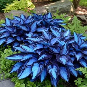 Rare Hosta Seeds, Shade Perennial Plant, Low Maintenance Garden Foliage image 3