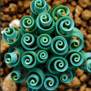 Peut inclure: Une plante succulente composée de nombreuses feuilles en spirale étroitement enroulées dans des tons bleu sarcelle et vert clair. La plante présente une croissance dense et groupée avec plusieurs formes circulaires. Le texte THE NATURES BOY est visible.