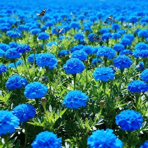 May include: A field of vibrant blue flowers with green foliage. Several butterflies with black and white markings are scattered throughout the scene. The flowers are in full bloom, creating a dense, colorful display.