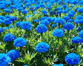 Mixed Marigold Seeds | French Heirloom Annual Flowers, 300+ Count Seed Packet