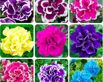 50+Perennial Petunia Double Flower Seed for Planting Outdoor
