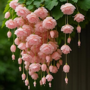 Peut inclure: Une plante en cascade présentant de nombreuses fleurs rose pâle à pétales multiples suspendues à de longues tiges fines. Les fleurs varient en taille, des boutons fermés aux fleurs épanouies, parmi des feuilles vert vif.