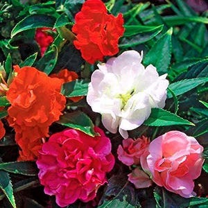 May include: A close-up of vibrant flowers in shades of red, orange, pink, and white. The flowers have multiple layers of petals and are surrounded by green leaves. The image is well-lit, showcasing the details of the blooms.