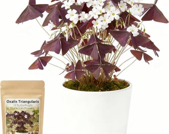 10 bulbos de Oxalis triangularis, flores de trébol púrpura, plantas de fácil cuidado.