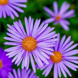 Peut inclure: Plusieurs fleurs d'aster violettes avec de longs p&eacute;tales fins rayonnant &agrave; partir d'un centre jaune-orange textur&eacute; et vif. Les fleurs sont dispos&eacute;es en grappe, mettant en valeur leur couleur &eacute;clatante et leur structure &eacute;toil&eacute;e.
