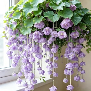Peut inclure: Une plante suspendue dotée de nombreuses tiges en cascade portant des fleurs délicates en forme de cloche, d'un violet clair et à pétales multiples. La plante présente des feuilles vertes arrondies et lobées formant une canopée dense au sommet, avec des fleurs lavande suspendues sur de longues tiges fines vert pâle.