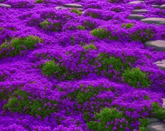 Purple Creeping Thyme Seeds for Perennial Lawn Ground Cover