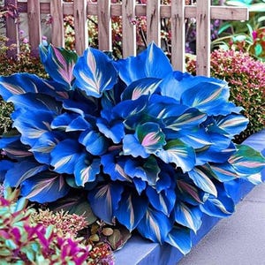 May include: A vibrant, eye-catching plant with large, deep blue leaves. The leaves feature white and pink accents, creating a striking contrast. The plant is surrounded by other colorful foliage and a wooden fence in the background, suggesting a garden setting.