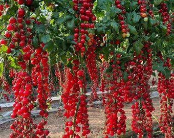 Sweetie Cherry Tomato Seeds 150+ PCS Waterfall Rare Tasty Non-GMO Garden Plant Seeds