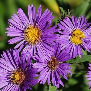 Peut inclure: Plusieurs fleurs d'aster violettes avec de nombreux p&eacute;tales fins et rayonnants et des centres jaunes textur&eacute;s. Les fleurs sont dispos&eacute;es en grappe, mettant en valeur des teintes violettes vives et un feuillage vert en arri&egrave;re-plan.