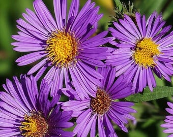 Peut inclure: Plusieurs fleurs d'aster violettes avec de nombreux pétales fins et rayonnants et des centres jaunes texturés. Les fleurs sont disposées en grappe, mettant en valeur des teintes violettes vives et un feuillage vert en arrière-plan.