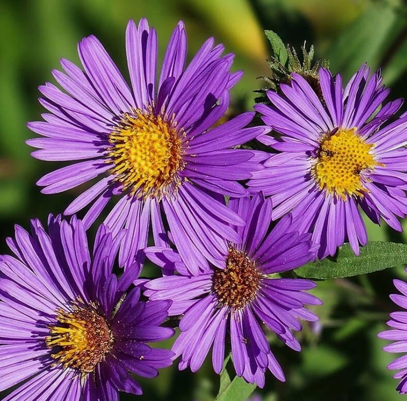 Peut inclure: Plusieurs fleurs d'aster violettes avec de nombreux p&eacute;tales fins et rayonnants et des centres jaunes textur&eacute;s. Les fleurs sont dispos&eacute;es en grappe, mettant en valeur des teintes violettes vives et un feuillage vert en arri&egrave;re-plan.