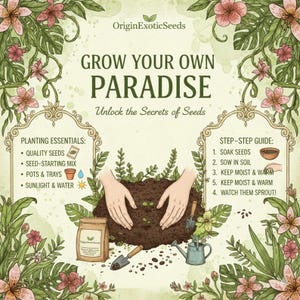 Peut inclure: Une affiche p&eacute;dagogique intitul&eacute;e GROW YOUR OWN PARADISE par OriginExoticSeeds. Elle pr&eacute;sente des illustrations botaniques de fleurs roses et de feuilles vertes, une liste d'essentiels de plantation et un guide &eacute;tape par &eacute;tape.