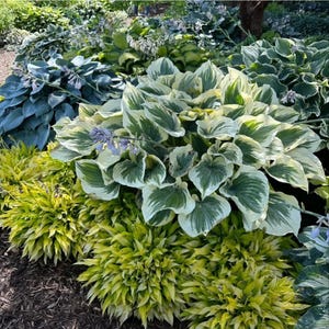Rare Hosta Seeds, Shade Perennial Plant, Low Maintenance Garden Foliage image 7