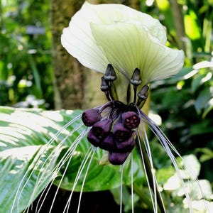 Semillas de orquídea murciélago blanca, 10 unidades, Tacca integragrifolia, semillas de plantas de interior tropicales exóticas.