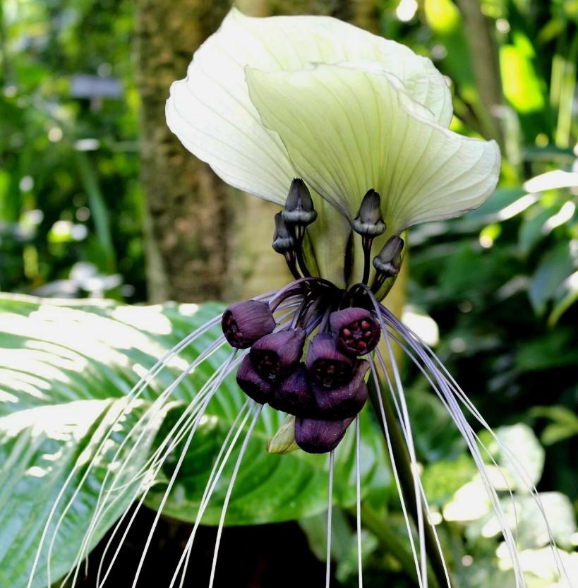 Tacca integrifolia - Etsy 日本